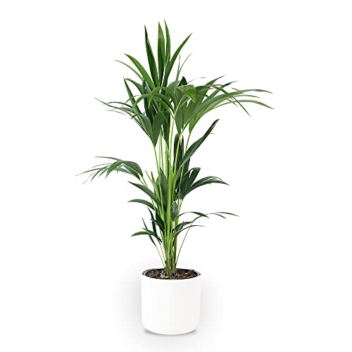BAKKER - Howea forsteriana | Arecaceae | Palma Kentia | Altezza alla consegna 90-100 cm | Dimensioni vaso Ø 21 cm | Vaso decorativo Ø 25 x 23 cm