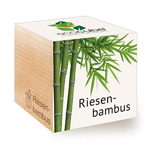 Feel Green Ecocube - bambù Gigante, Idea Regalo sostenibile (100% Eco Friendly), Grow Your Own/Set di Coltivazione, Piante nel Dado in Legno, Made in Austria