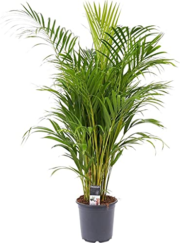 BAKKER - Dypsis lutescens | Palma di Areca | Tropicale e purificante | Altezza 65-75 cm | Vaso Ø 17cm