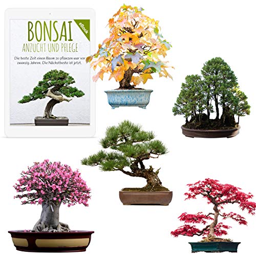 Semi di bonsai eccezionali con un alto tasso di germinazione - Set di semi di piante per il tuo albero bonsai (Set di 5 Pezzi, incluso eBook GRATUITO)