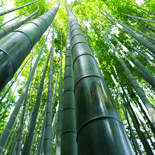100 pezzi di semi di bambù verde a crescita rapida che piantano con un alto tasso di germinazione portano un senso di realizzazione emanano una leggera fragranza